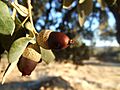 Bellota Encina Carrasca