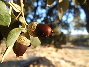 Archivo:Bellota Encina Carrasca