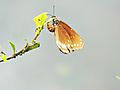 Butterfly laying eggs underneath a leaf