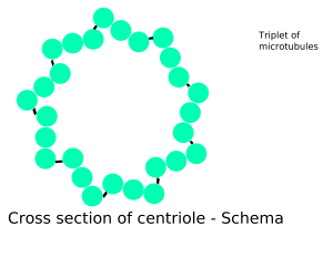 Archivo:Centriole-schema