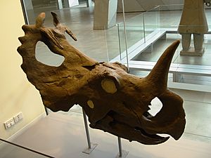 Archivo:Centrosaurus