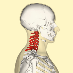 Cervical vertebrae lateral2.png