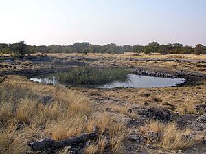 Archivo:Charca etosha