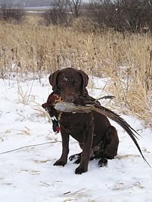 Archivo:Chocolate Labrador Retriever pheasant