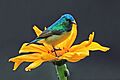 Collared sunbird (Hedydipna collaris) male