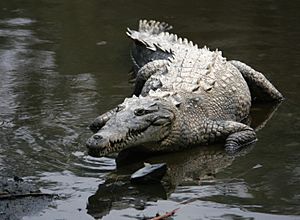 Archivo:Crocodylus acutus mexico 02