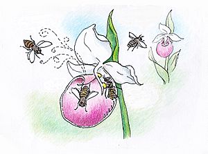 Archivo:Cypripedium.pollination