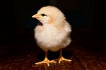 Day old chick black background