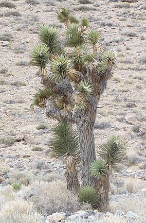 Archivo:Death Valley NP - Joshua Tree near Racetrack Playa