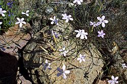 Archivo:Dianthus charidemi 2