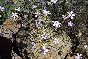 Archivo:Dianthus charidemi 2