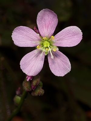 Archivo:Drosera filiformis flower Darwiniana