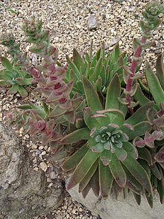 Archivo:Dudleya palmeri