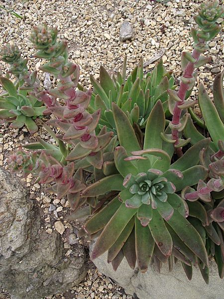 Dudleya palmeri