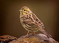 Escribano Soteño - Emberiza Cirlus