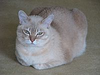 Archivo:Female Burmilla cat