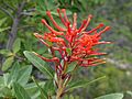 Flor de ciruelillo o notro (Embothrium coccineum), Parque nacional Torres del Paine, sur de Chile