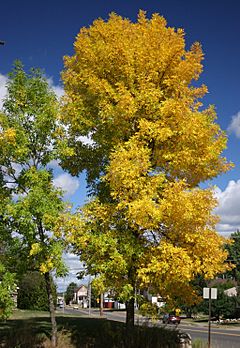 Archivo:Fraxinus pennsylvanica tree