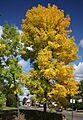 Fraxinus pennsylvanica tree