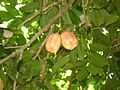Fruto sesos de mata2