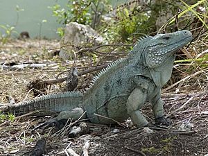 Archivo:Grand Cayman Blue Iguana