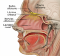 Head Olfactory Nerve Labeled-es