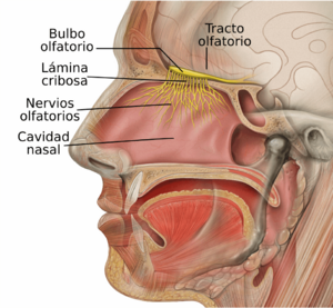 Archivo:Head Olfactory Nerve Labeled-es