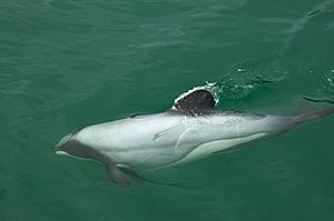 Archivo:Hectors Dolphin
