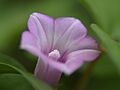 Ipomoea aquatica - kangkung