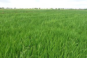 Archivo:Irrigated rice cultivation in the Senegal River Valley - panoramio (102)