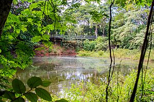Archivo:Lagoa do Sapo 2