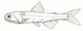 Lampanyctodes hectoris (Hector's lanternfish)