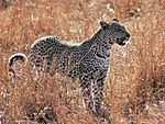 Leopard by Rubert Taylor-Price.jpg