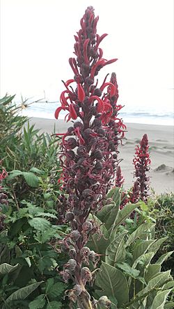 Lobelia tupa in the beach.jpg