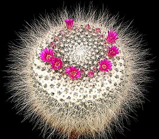 Mammillaria hahniana2 ies.jpg