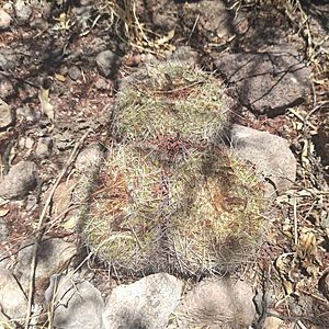 Archivo:Mammillaria muehlenpfordtii (Cactaceae)