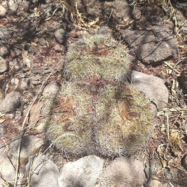 Mammillaria muehlenpfordtii (Cactaceae)