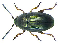 Mantura obtusata (Gyllenhaal, 1813).jpg