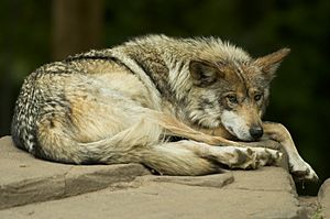 Archivo:Mexican wolf lounging