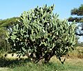 Opuntia ficus-indica, Springbokvlakte