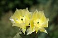 Opuntia microdasys flw
