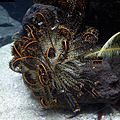 Oxycomanthus japonicus 1