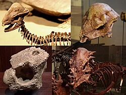 Pachycephalosauria Diversity.jpg