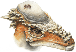 Archivo:Pachycephalosaurus