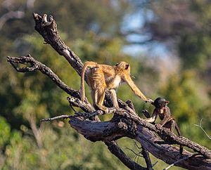 Archivo:Papión chacma (Papio ursinus), parque nacional de Chobe, Botsuana, 2018-07-28, DD 67