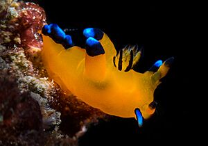 Archivo:Pikachu Nudibranch Thecacera pacifica 5
