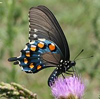 Pipevine Swallowtail (2661168441)
