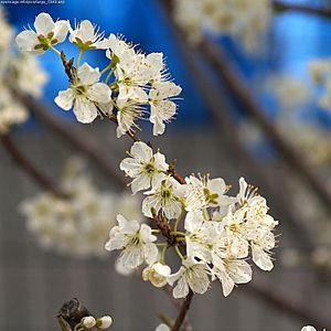 Archivo:Prunus salicina