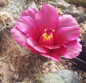 Archivo:Pterocactus valentinii R899