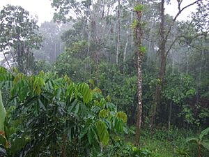Archivo:Rain in Tena
